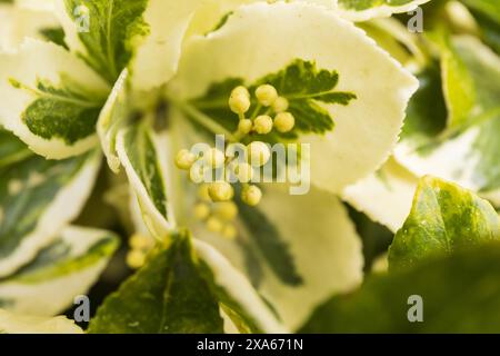 Nahaufnahme von weiß-grünen Blättern und Blüten eines Euonymus Stockfoto