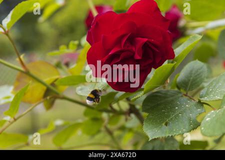 Nahaufnahme einer blühenden roten Rose auf einem Zweig mit grünen Blättern und einer Biene Stockfoto