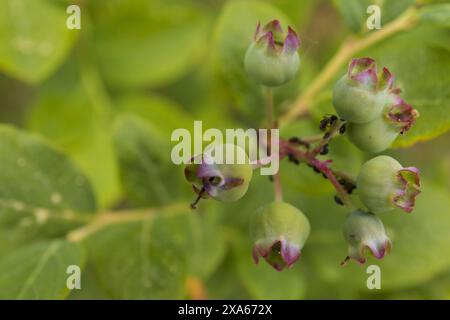 Nahaufnahme von unreifen GartenHeidelbeeren auf einem unscharfen grünen Hintergrund Stockfoto