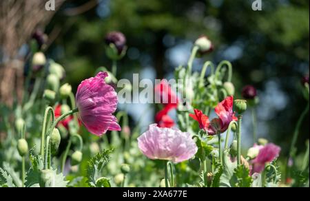 Stunning giant poppies, growing amongst other wildflowers at Wisley garden, Woking, Surrey UK. Photographed on a sunny summer's day. Stockfoto