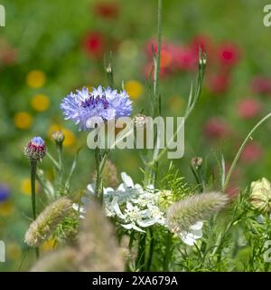 Stunning giant poppies, growing amongst other wildflowers at Wisley garden, Woking, Surrey UK. Photographed on a sunny summer's day. Stockfoto