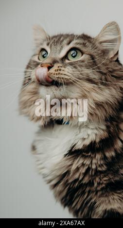 Eine Katze mit Kragen sitzt vor weißem Hintergrund Stockfoto