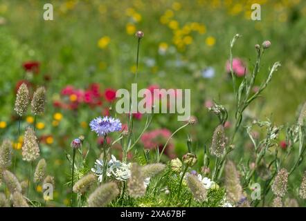 Stunning giant poppies, growing amongst other wildflowers at Wisley garden, Woking, Surrey UK. Photographed on a sunny summer's day. Stockfoto
