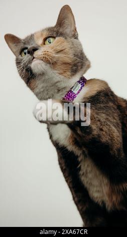 Eine Katze mit Kragen sitzt vor weißem Hintergrund Stockfoto