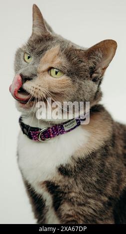 Eine Katze mit Kragen sitzt vor weißem Hintergrund Stockfoto