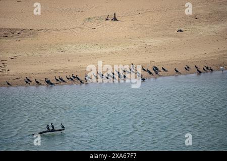 Viele Vögel am Sandstrand auf dem Wasser Stockfoto