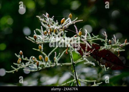 Kleine Blüten und Eiskristalle auf Blättern eines Busches Stockfoto