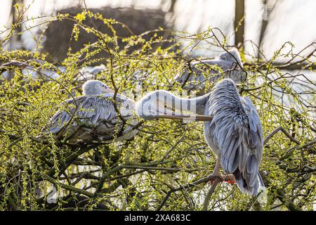Die pinkfarbenen Pelikane auf einem Baum Stockfoto