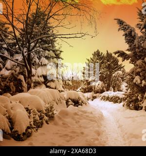 Wunderschöner Sonnenuntergang in den verschneiten Wäldern Stockfoto