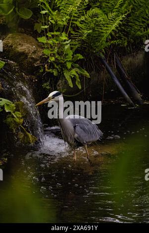 Ein Reiher, der in einem Teich in der Nähe eines Wasserfalls steht Stockfoto