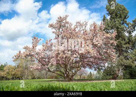 Ein einsamer rosafarbener Baum in der Mitte eines grünen Parkfeldes Stockfoto