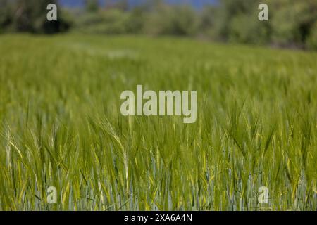 Ein malerischer Blick auf üppiges grünes Gras auf einem Feld Stockfoto