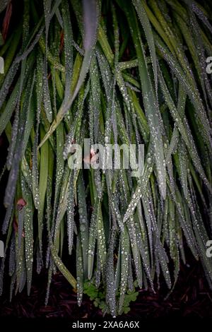 Eine Nahaufnahme von grünem Gras, bedeckt mit Wassertropfen Stockfoto
