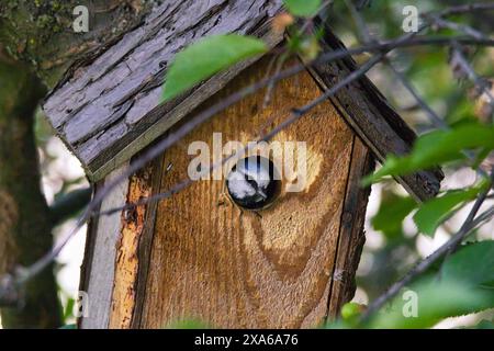 Eine Nahaufnahme eines Vogels in einem Vogelhaus auf einem Baum Stockfoto