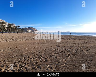 Ein Rudel am Strand inmitten von Palmen Stockfoto
