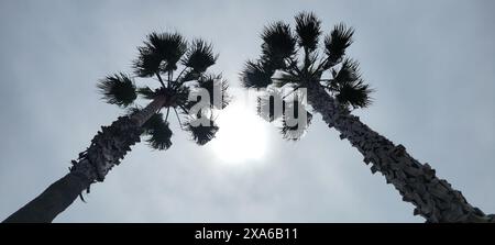 Die Sonne scheint durch Palmen gegen den Himmel Stockfoto