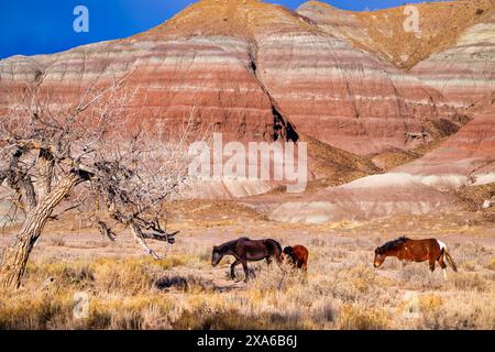 Die wilden Pferde im Fantasy Canyon Utah Stockfoto