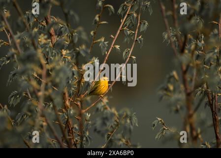 Ein gelber Warbler (Setophaga petechia), der auf einem Baumzweig mit Blättern thront Stockfoto