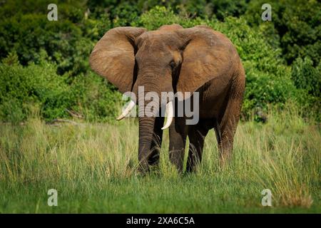 Afrikanischer Buschelefant - Loxodonta africana großer einsamer Elefant, der auf der Savanne spaziert und sich von frischem, grünem Gras ernährt, aus nächster Nähe in UG Stockfoto