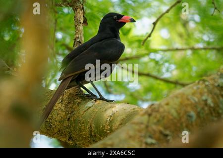 Schwarzer Vogel Piapiac - Ptilostomus afer afrikanischer Vogel aus der Krähenfamilie Ptilostomus, verwandt mit den zentralasiatischen Bodenhäher, schwarzer Vogel mit dem roten b Stockfoto