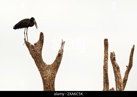 Afrikanischer Openbill - Anastomus lamelligerus Storchenart in der Familie Ciconiiden, in großen Teilen Schwarzafrikas heimisch, schwarzer Vogel auf dem d Stockfoto