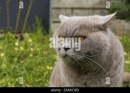 Foto einer grau-lilafarbenen britischen Kurzhaarkatze mit gelben Augen und gefiederten Ohren auf verschwommenem Hintergrund Stockfoto