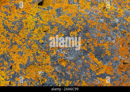 Eine Nahaufnahme einer Felsoberfläche mit orangefarbenen Flechten Stockfoto