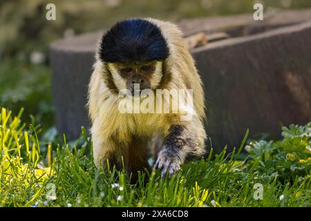 Ein Affe auf grünem Gras Stockfoto