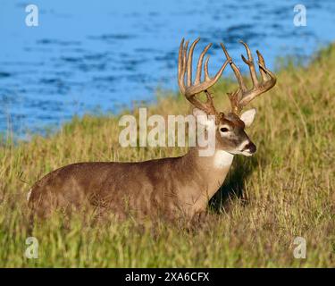 Ein Weißkopfhirsch aus Südtexas, der im hohen Gras neben dem Teich steht Stockfoto