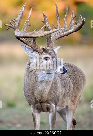 Ein Weißwedelhirsch, der Angst hat, zu kämpfen, steht auf einer Wiese Stockfoto