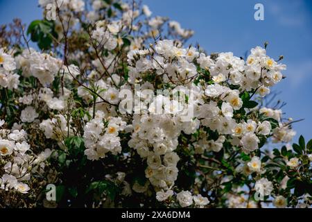 Wunderschöne weiße Rosen blühen auf einem üppigen Busch vor einem klaren blauen Himmel Stockfoto