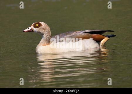 Eine ägyptische Gans schwimmt an einem sonnigen Tag in einem Teich Stockfoto