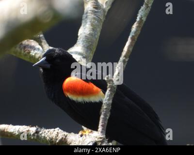 Eine Großaufnahme einer Rotflügeleuchte (Agelaius phoeniceus), die auf einem Baumzweig thront Stockfoto