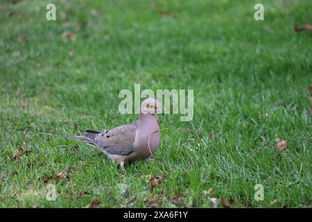 Bild einer Trauertaube, die Nestmaterial im Gras am Ufer des Ontario-Sees sammelt. Stockfoto