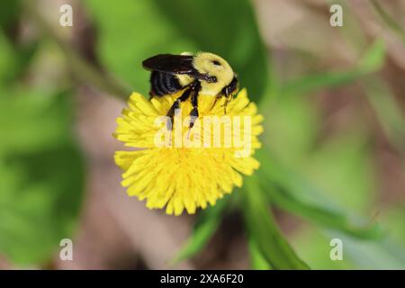 Bild einer Hummel, die Pollen aus einem Löwenzahn sammelt, mit Pollen auf dem Kopf. Stockfoto