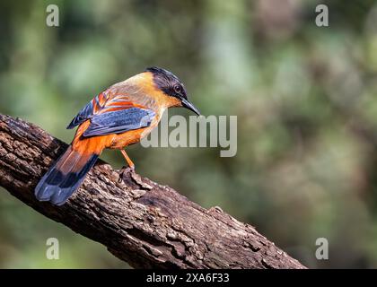 Ein Rufous Sibia in Sattal, Uttarakhand, Indien Stockfoto