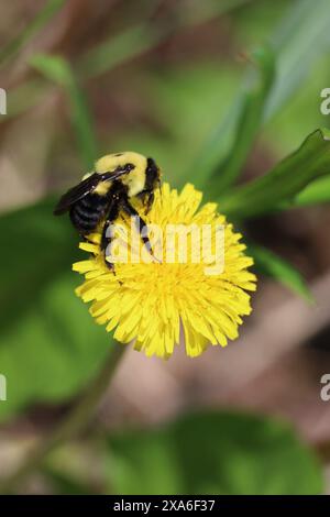 Bild einer Hummel, die Pollen aus einem Löwenzahn sammelt, mit Pollen auf dem Kopf. Stockfoto
