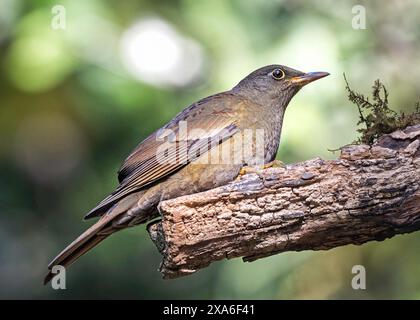 Eine graue geflügelte Amsel, weiblich in Sattal, Uttarakhand, Indien Stockfoto