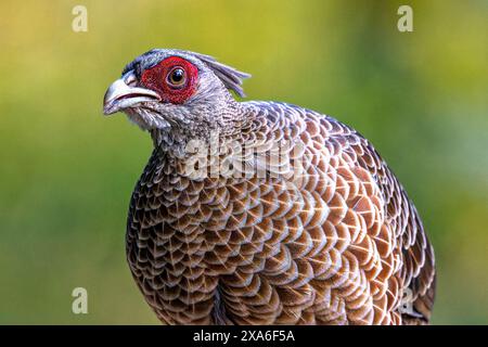 Ein Kalij Fasan, weiblich in Sattal, Uttarakhand, Indien Stockfoto