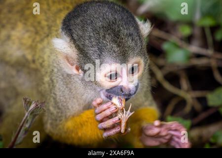 Die schwarzen Eichhörnchenaffen, auch als bolivianische Eichhörnchenaffen bekannt, peruanische Eichhörnchenaffen Stockfoto