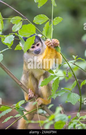 Die schwarzen Eichhörnchenaffen, auch als bolivianische Eichhörnchenaffen bekannt, peruanische Eichhörnchenaffen Stockfoto