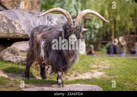 Die niederländische Landrasse ist eine traditionelle niederländische Hausziege Stockfoto