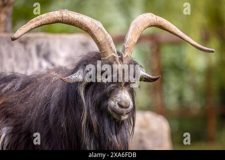 Die niederländische Landrasse ist eine traditionelle niederländische Hausziege Stockfoto