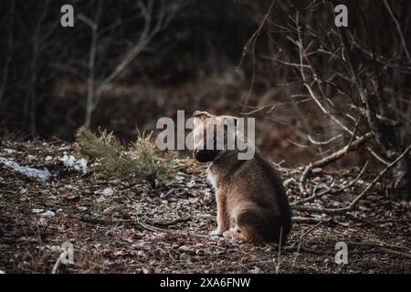 Ein Wolfswelpe, der in die Ferne blickt, in einer Umgebung im Freien. Stockfoto