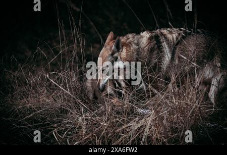 Ein Wolfswelpe, der in die Ferne blickt, in einer Umgebung im Freien. Stockfoto