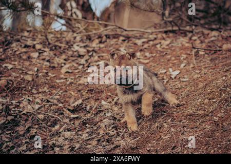 Ein Wolfswelpe, der in die Ferne blickt, in einer Umgebung im Freien. Stockfoto