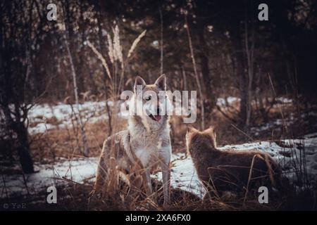 Ein Wolfswelpe, der in die Ferne blickt, in einer Umgebung im Freien. Stockfoto