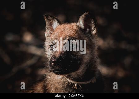 Ein Wolfswelpe, der in die Ferne blickt, in einer Umgebung im Freien. Stockfoto