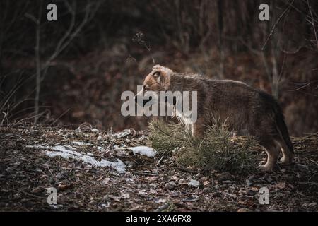 Ein Wolfswelpe, der in die Ferne blickt, in einer Umgebung im Freien. Stockfoto