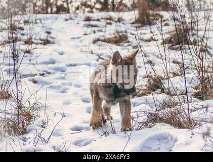 Ein Wolfswelpe, der in die Ferne blickt, in einer Umgebung im Freien. Stockfoto